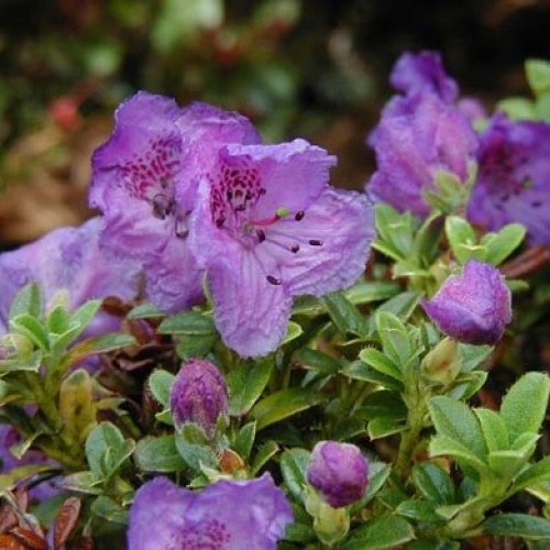 Rhododendron Winsome - Low Growing Hybrid | ScotPlants Direct